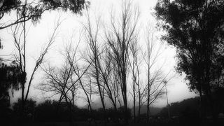 印度，维贾亚纳加尔，马球森林，寒冷，树木，移动摄影，黑白，黑暗