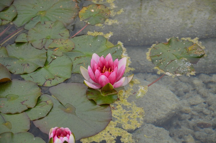 粉睡莲，花，水，自然，睡莲，池塘，泰奇普朗兹，花