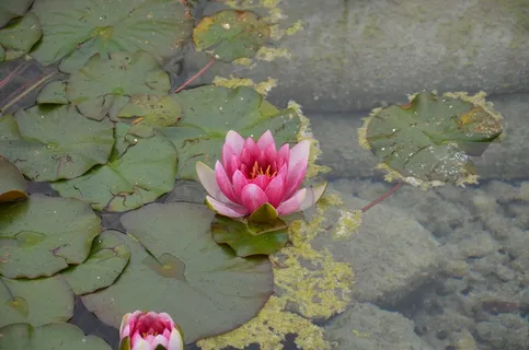 粉睡莲,花,水,自然,睡莲,池塘,泰奇普朗兹,花 粉睡莲,花,水,自然,睡莲,池塘,泰奇普朗兹,花