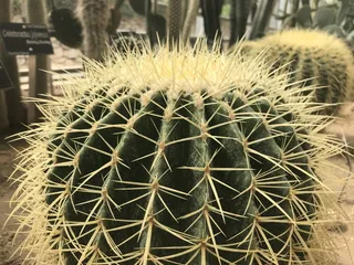 保加利亚, 巴尔奇克, Dvoretsa, 绿色, 仙人掌, 植物, 黄色, 针脚