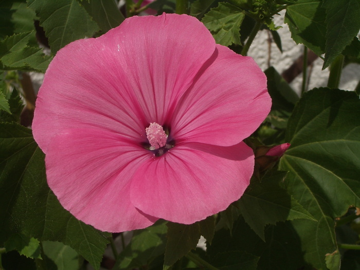 花，粉色，植物，粉色花，粉色颜色，自然，生长，花瓣