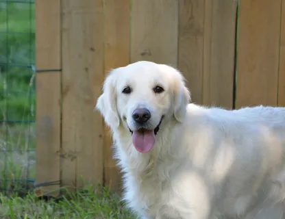 狗,金毛寻回犬,金毛母犬,幼女,动物肖像,小狗,宠物狗,导盲犬 狗,金毛寻回犬,金毛母犬,幼女,动物肖像,小狗,宠物狗,导盲犬