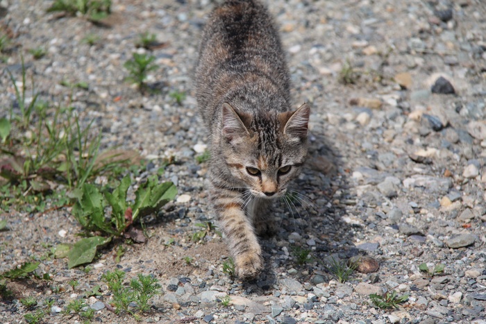 虎斑猫、狩猎、毡制pas、动物主题、动物、一种动物、哺乳动物、猫科动物