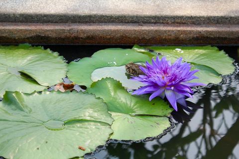 睡莲，紫色，开花，开花，开花，池塘，水生植物，花