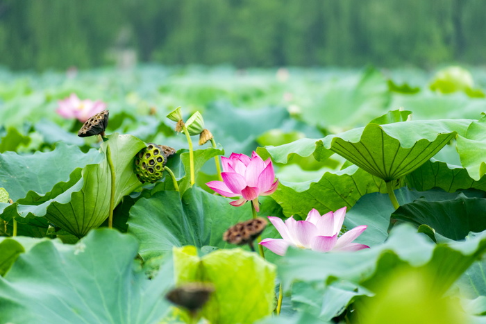粉莲花田