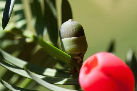 红豆杉,红豆杉,植物,灌木,长春花,红豆杉科,针叶树 红豆杉,红豆杉,植物,灌木,长春花,红豆杉科,针叶树