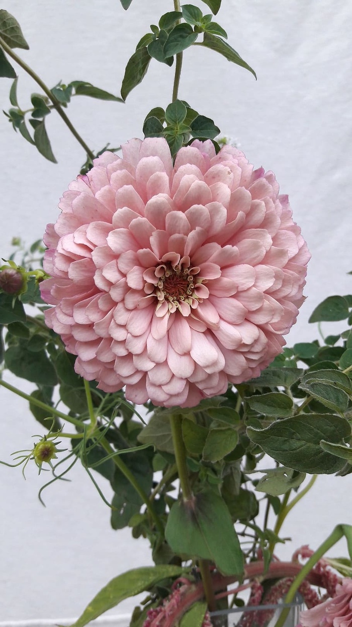 百日草，花，粉色，百日草，花，夏天，苍白，花瓣，粉色