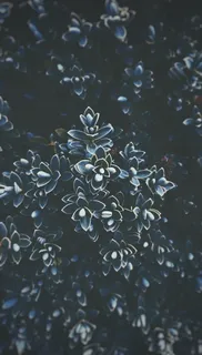 没有人，选择性聚焦，特写，全画面，背景，自然，白天，自然之美