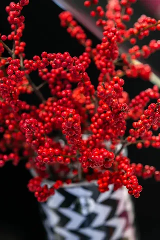 黑白花盆里的红罗文