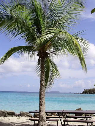 棕榈树，海滩，野餐桌，热带气候，天空，水，海，树