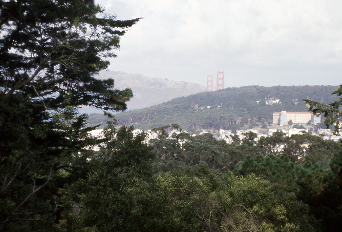 美国旧金山，加利福尼亚州，树木，植物，建筑结构，建筑，建筑外观