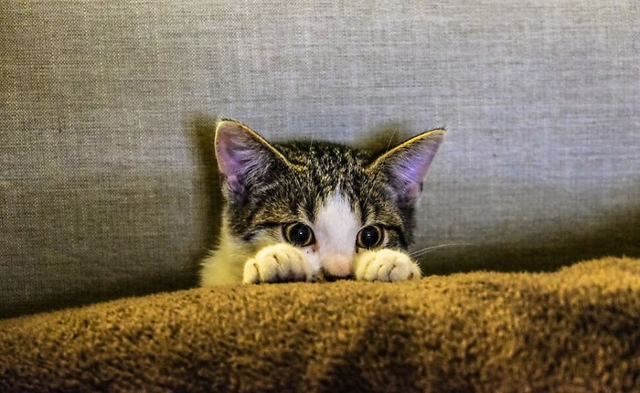 棕色织物上的黑白小猫