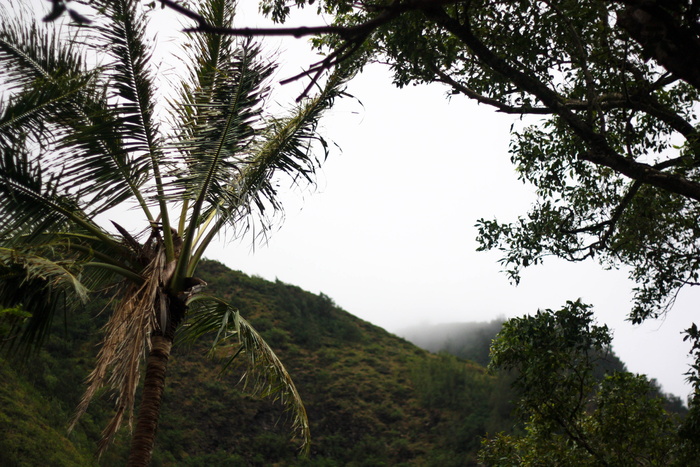 wailuku，hi，fog，mist，valley，stormy，夏威夷，palm tree，tree