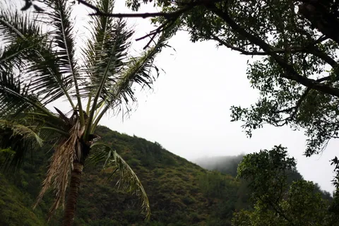wailuku,hi,fog,mist,valley,stormy,夏威夷,palm tree,tree wailuku,hi,fog,mist,valley,stormy,夏威夷,palm tree,tree