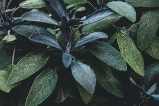 德国，古龙水，草本植物，壁纸，背景，植物，叶子，叶子