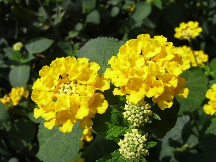 马缨丹，黄色，花朵，花朵，开花植物，自然之美，植物，新鲜度