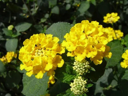 马缨丹,黄色,花朵,花朵,开花植物,自然之美,植物,新鲜度 马缨丹,黄色,花朵,花朵,开花植物,自然之美,植物,新鲜度