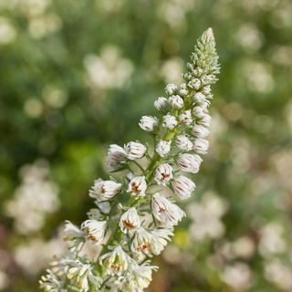 希腊, 阿利莫斯, 帕尼山, 花, 植物, 春天, 自然之美, 非城市场景