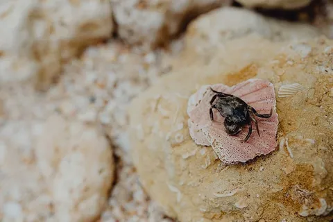 海滩上的干死蟹 海滩上的干死蟹