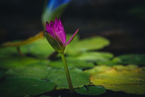 水、百合、百合、花卉、植物、热带生物、池塘、水池