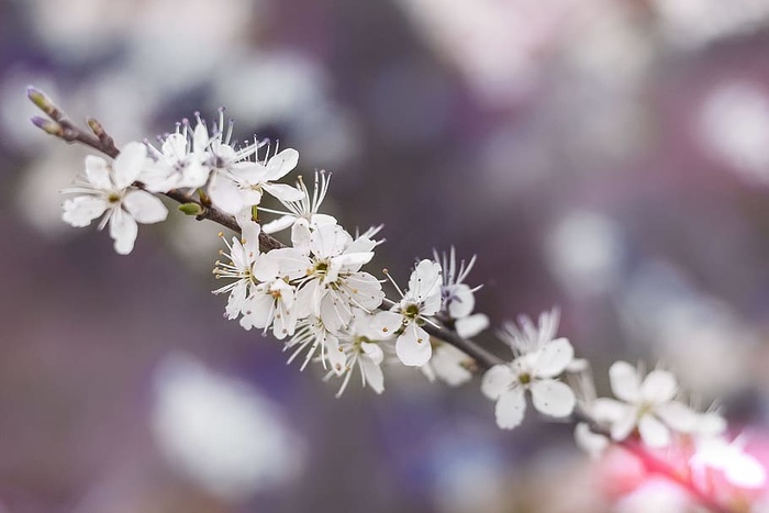 白花浅聚焦摄影