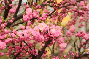 杏仁、灌木、观赏灌木、粉色花、春天、美味、开花、植物