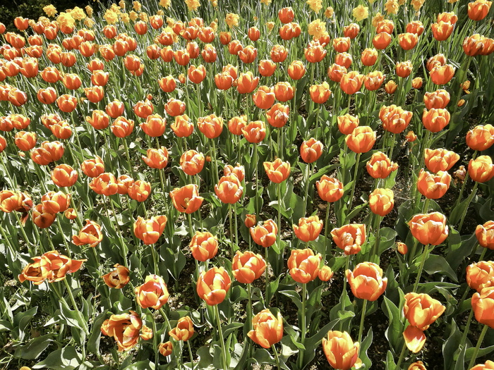 胭脂, Fleurs jaunes, 红色的花, 黄色的花, 新鲜, 增长, 自然之美, 厂