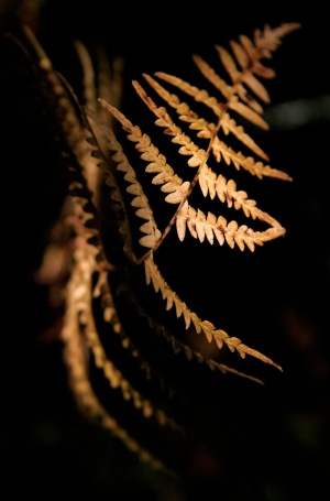 黑色、植物、明暗、特写、无人、聚焦前景、选择性聚焦、照明