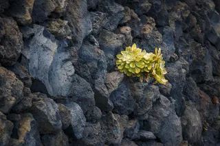 植物，绿色，自然，小植物，肉质，花，开花植物，黄色