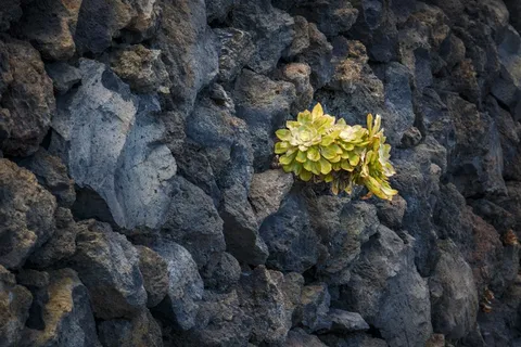 植物,绿色,自然,小植物,肉质,花,开花植物,黄色 植物,绿色,自然,小植物,肉质,花,开花植物,黄色