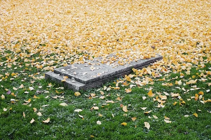 灰色混凝土坟墓，自然，风景，树叶，秋天，秋天，死亡，墓地