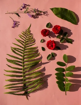 植物，植物，花卉，平纹，自然，阳光，明亮，多彩