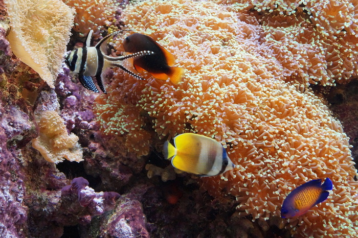 四条鱼，鱼，水族馆，水下世界，多彩，一种动物，水下，海洋生物