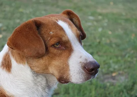 红狗，狗的样子，老狗，宠物，红头发，鼻子，风景，狗