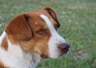 红狗，狗的样子，老狗，宠物，红头发，鼻子，风景，狗