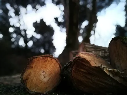 白天树下木原木的选择性聚焦摄影 白天树下木原木的选择性聚焦摄影
