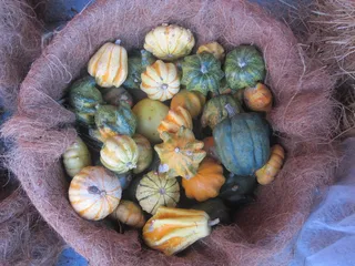 南瓜、秋天、篮子、营养、新鲜度、食物、高角度视野、食物和饮料