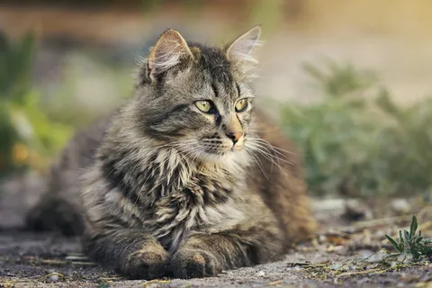 棕色,灰色,缅因州浣熊猫,猫,动物,宠物,猫,休息 棕色,灰色,缅因州浣熊猫,猫,动物,宠物,猫,休息