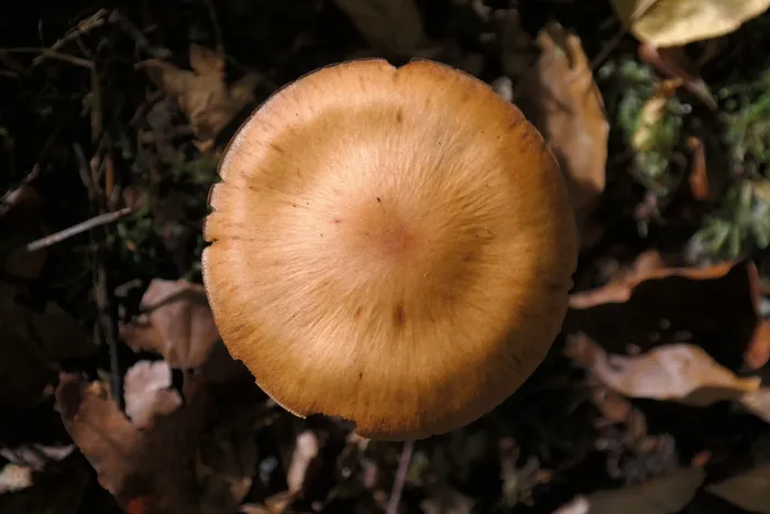 蘑菇，森林，蘑菇，森林，尖锐的格布凯尔特出头，红色cortinarius，c speciossismus，橙色spitz bumpy schleierling，有毒