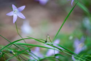 森林花，紫色，叶子，颜色，自然，在春天，下，植物群