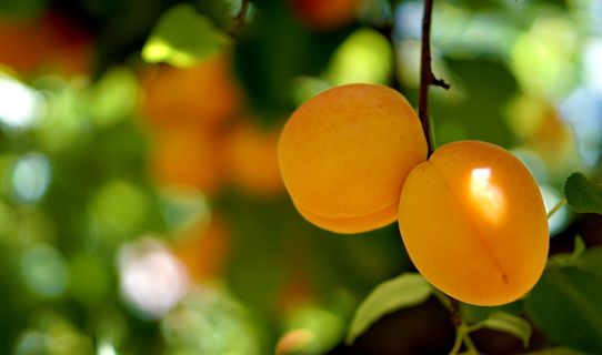 杏子, 水果, 甜, 绿色, 橙色, 黄色, 食物, 自然