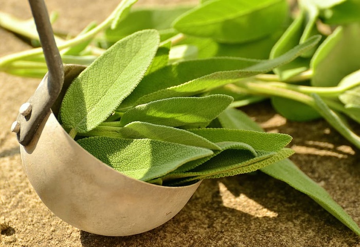 绿叶植物，鼠尾草，草药，烹饪草药，健康，茶草药，祝福你，草药植物