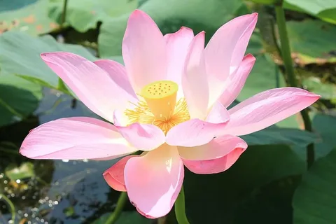 特写,摄影,粉色,莲花,白洋淀,水,池塘,莲花 特写,摄影,粉色,莲花,白洋淀,水,池塘,莲花