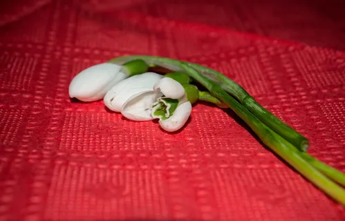 雪花，宏，美丽，花，温柔，春天，红色，蔬菜