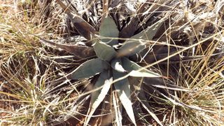 美国，塞多纳，草，自然，沙漠，多汁，平原，植物