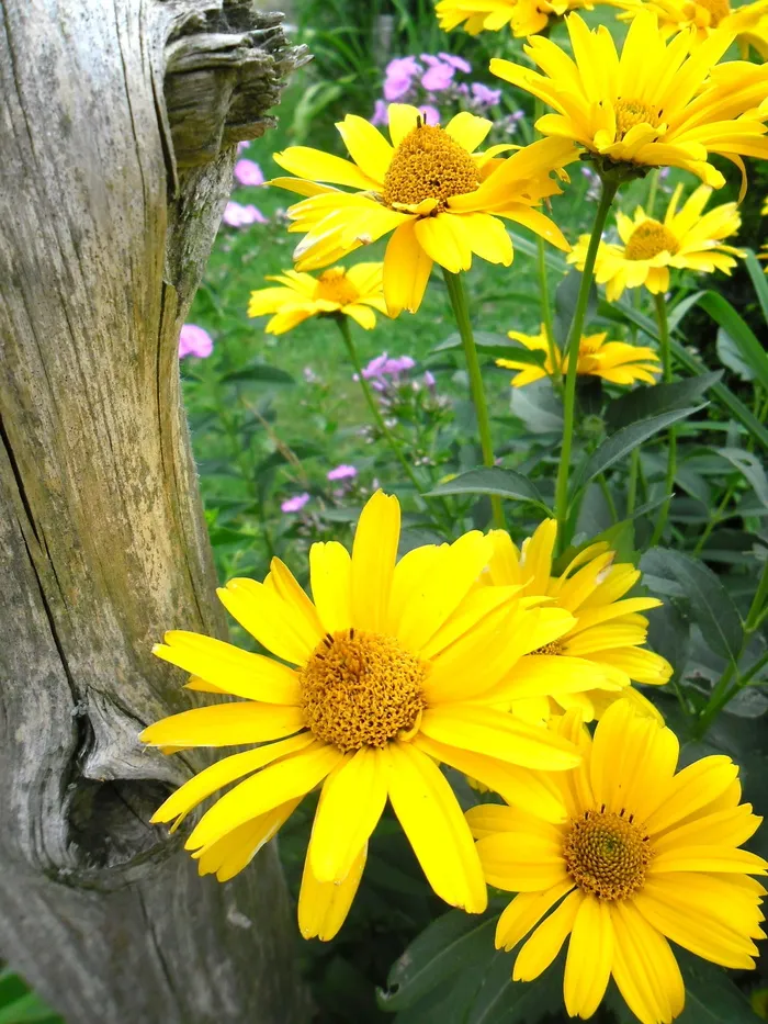 花，田野，关闭，花园，自然，玛格丽特，黄色，开花植物