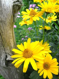 花,田野,关闭,花园,自然,玛格丽特,黄色,开花植物 花,田野,关闭,花园,自然,玛格丽特,黄色,开花植物