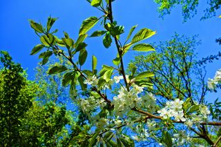 树，树叶，开花，开花，开花树，树枝，盛开的树枝，春天开花