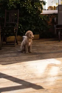 小狗，模糊，焦点，50毫米，花园，装饰，可爱，狗