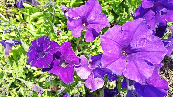 牵牛花，牵牛花，紫色牵牛花，杂交牵牛花，牵牛花图像，牵牛花图像，淡紫色牵牛花